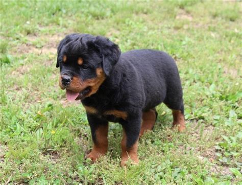 At the barking boutique, we offer a number of financing options available to help make it easier to bring home your perfect pup. Rottweiler Puppies For Sale | Michigan Avenue, MI #193983