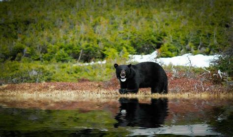 Black Bear With Radio Collar Black Bear Bear Newfoundland