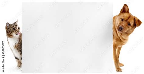 Cat And Dog Banner Stock Photo Adobe Stock