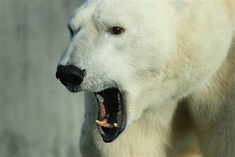 Polar Bear Animal Teeth Mouth Open Animal Stock Photos Pictures