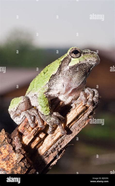 Eastern Gray Tree Frog Hyla Versicolor Usa Stock Photo Alamy