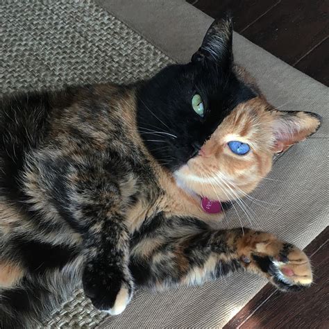 This Is Venus The Internet Sensation Cat With Two Faces