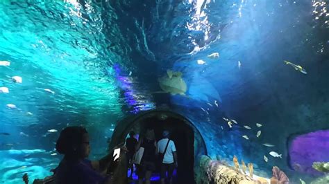 Orlando Aquarium Youtube