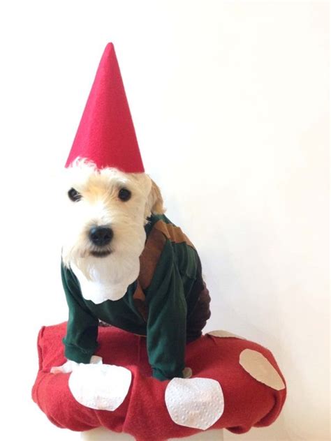 Dog Gnome Costume Thyme Is Honey Gnome Costume Cool Pets Dogs