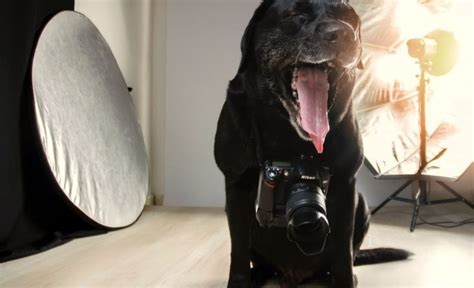 How To Become A Pet Photographer A Beginners Guide