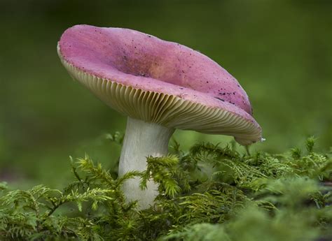 Trip Out On These 11 Crazy Mushrooms Huffpost