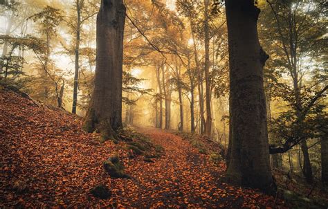 Обои осень лес свет деревья корни туман ветви стволы листва