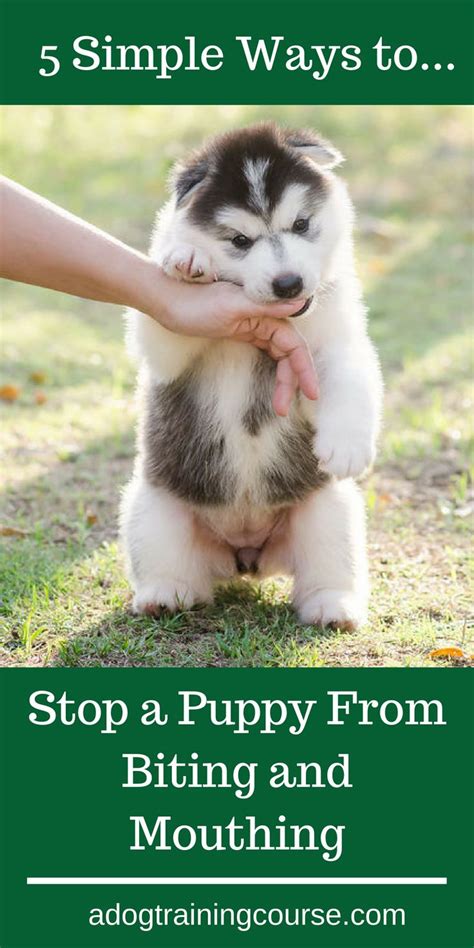 Make sure everyone in your household follows the same rules when it comes. How to Stop a Puppy From Biting and Mouthing | Puppies ...