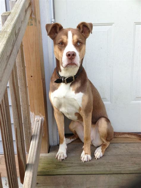 List Of Popular Pit Bull Mixes With Pictures
