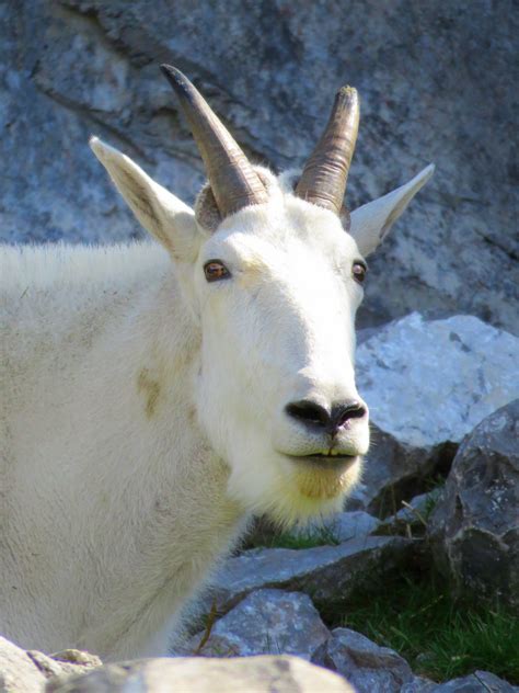 Free Images Horn Pasture Mammal Fauna Mountain Goat Goats