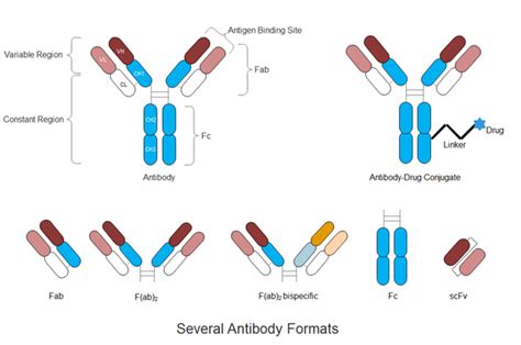 Development Of Therapeutic Monoclonal Antibodies Encyclopedia Mdpi