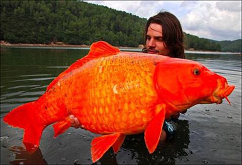 Farfeshplusonline موقع فرفش اصطاد أكبر سمكة ذهبية صورها وأعادها