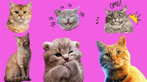 صوت القطط • مواء القطط • اصوات القطط The Sound Of Cats Meowing Cats Youtube