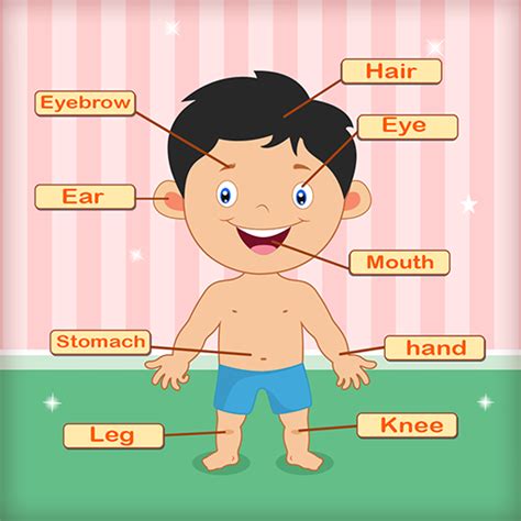 Human Body Parts Learning For Kids Preschool
