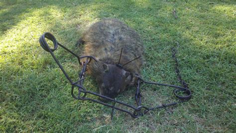 If you aren't able to locate a burrow, place the trap in an area where your groundhog frequents or where you've. Any good tips to get rid of groundhogs? - Pelican Parts Forums