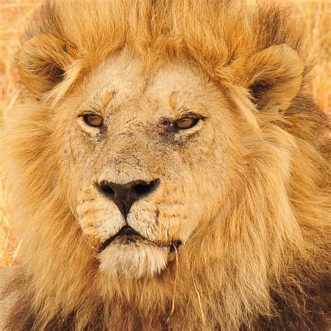 Lions clubs international is home to 1.4 million members who are dedicated to serving their communities—and lions clubs international foundation (lcif) is your foundation—and together. Picture This Safari: Majestic Male lions of Kwara