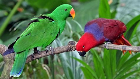 Living Jungle Eclectus Parrot