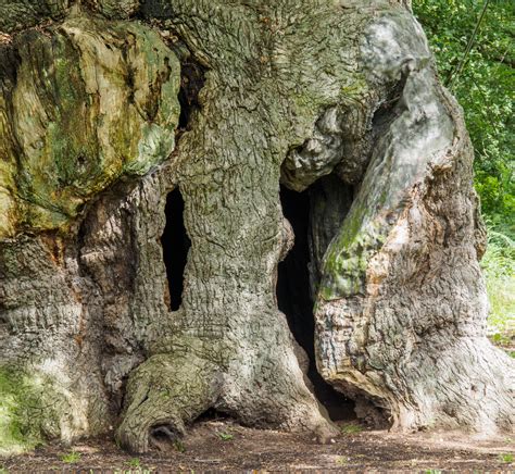 Bs Photography The Major Oak Sherwood Forest Country Park