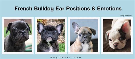 French Bulldog Ear Positions Chart Images And Emotions