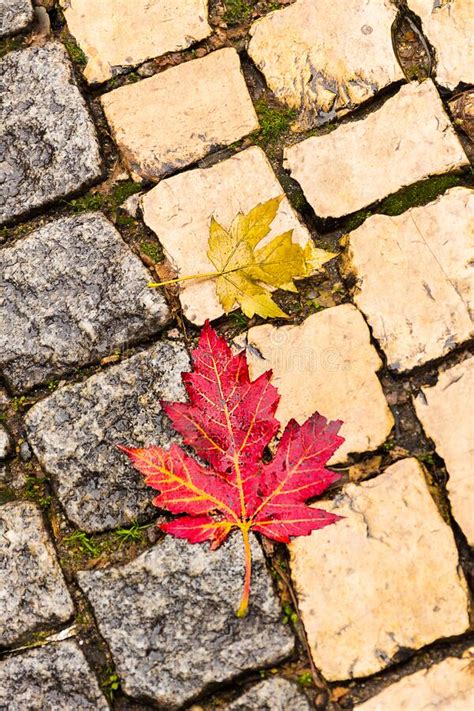 2915 Autumn Leaves Stone Pavement Stock Photos Free And Royalty Free