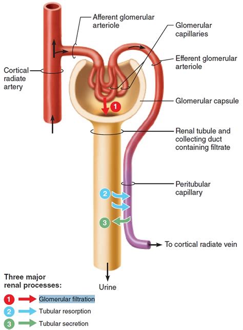 Explain The Important Differences Between Blood Plasma And Glomerular