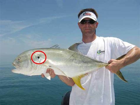 Difference Between A Jack Crevalle Vs Pompano Ouachitaadventures