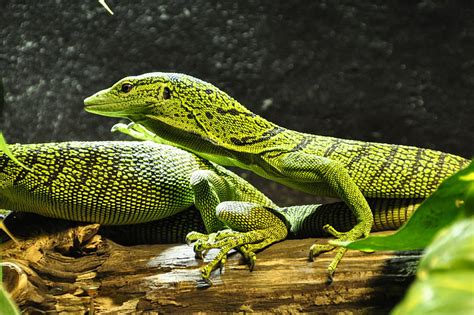 Green Monitor Lizard Green Tree Monitors For Sale This Doesnt Need