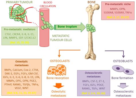 Ijms Free Full Text Understanding The Progression Of Bone