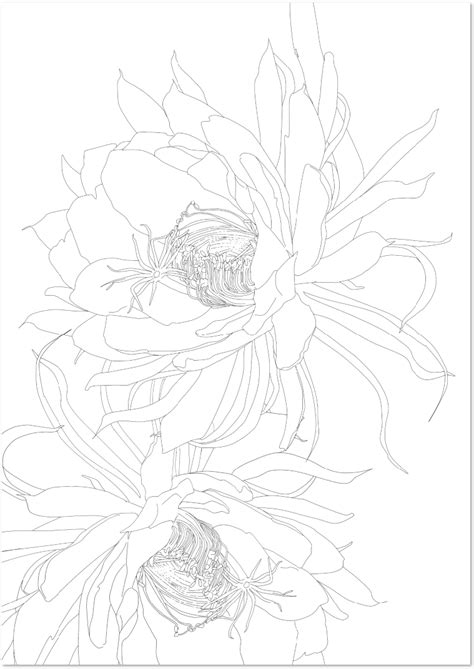 いやわざとこんなふうに描いているの？ bl描き慣れたセンセ方の性器だと白ワクや、塗りつぶしで全く見えない。 だから、性器はそんなに塗りつぶしはありません。 4巻でた〜 やはり私だけではないでしょう。 【夏の花】月下美人の花の無料イラスト大人の塗り絵フリー ...