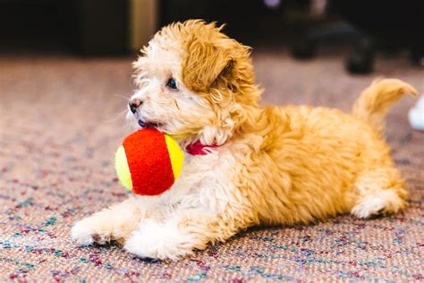 RUFFined Spotlight: Willow the Maltipoo | Seattle Refined