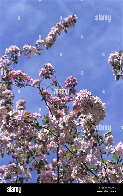 Cherry Blossoms Blue Sky Clouds Stock Photo Alamy