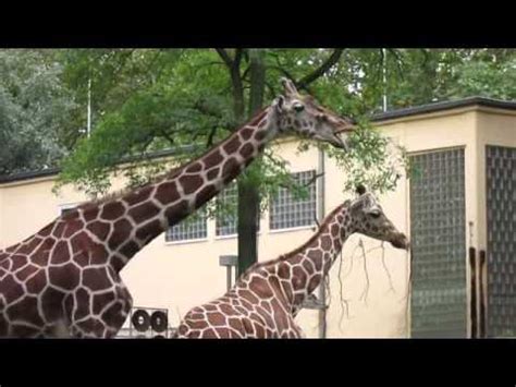 Der zoo frankfurt (zeitweise auch zoologischer garten frankfurt) wurde 1858 in frankfurt am main eröffnet und ist damit (nach dem berliner zoo) der zweitälteste tierpark deutschlands. Zoologischer Garten Frankfurt am Main - YouTube