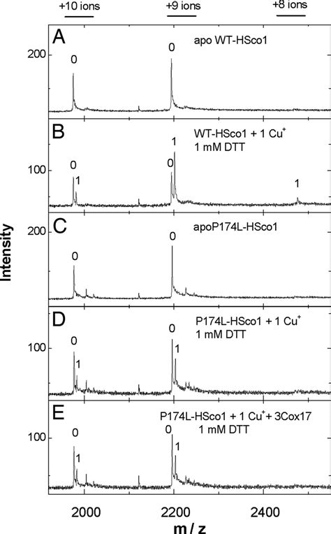 Binding of copper ions to human Sco1 and mutant P174LSco1 ...