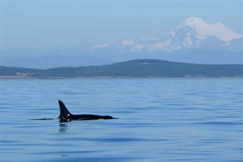 Whale Watching Tours In Victoria British Columbia Canada