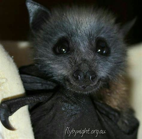 Cute Baby Bat Curious Creatures Cute Creatures Beautiful Creatures