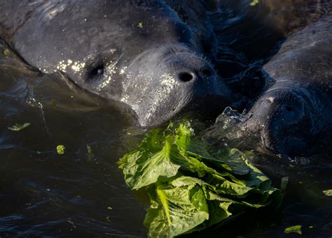 Florida Manatees Fed 55 Tons Of Lettuce Field And Stream