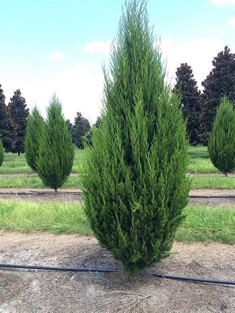 Juniperus Virginiana Brodie Eastern Red Cedar Types Of Plants