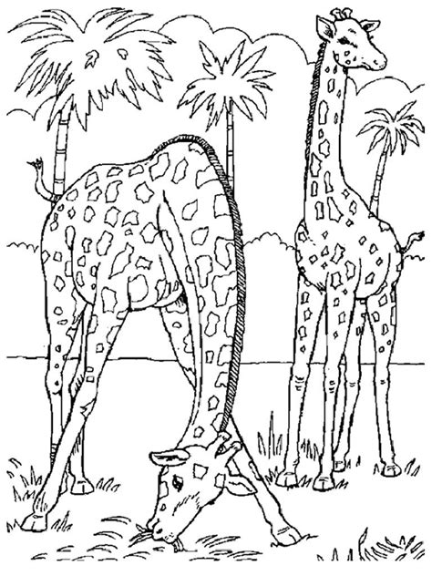 Free Adult Coloring Pages Safari Download Free Adult Coloring Pages