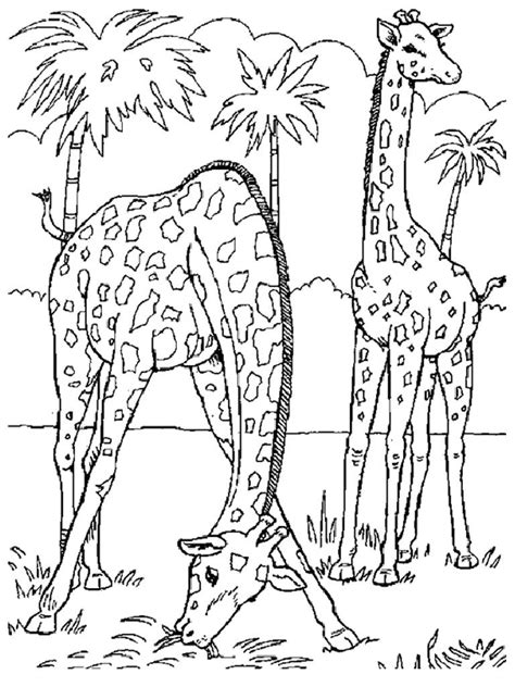 Animals habitat scenes colouring pages. Grassland Animals Coloring Pages - Coloring Home