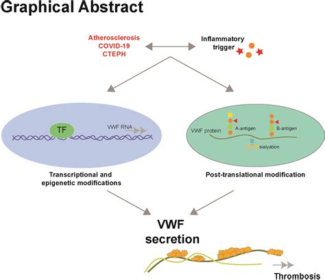 Regulation Of Vwf Von Willebrand Factor In Inflammatory Thrombosis