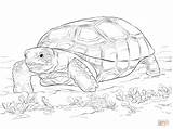 Tortoise Coloring Gopher Pages Realistic Clipart Animals Drawing Zoo Printable Super Tortise Kids Reptiles sketch template