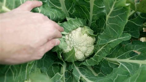 Growing Cauliflower Youtube
