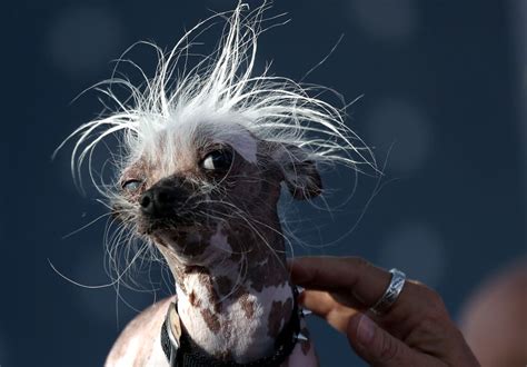 The Worlds Ugliest Dog Competition Winner Was Only Like The Fourth