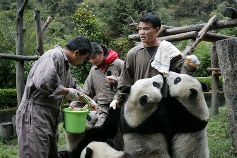 Panda Volunteer Program In Dujiangyan Base China Giant Panda Photos