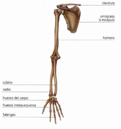 Créditos A Anatomía De Netter Huesos Del Brazo Huesos Del Brazo