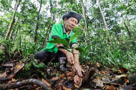 Restoration Program Protects Critical Forest Ecosystem In Riau Quick