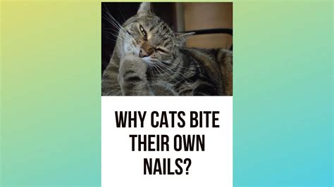 Why Do Cats Bite Their Own Nails Surprising Reasons