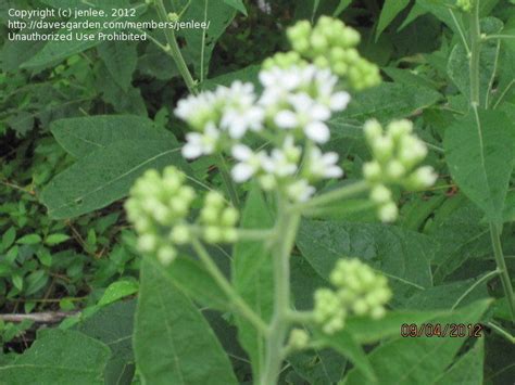 Plant Identification Closed Closed Roadside Plant Needs Id 1 By