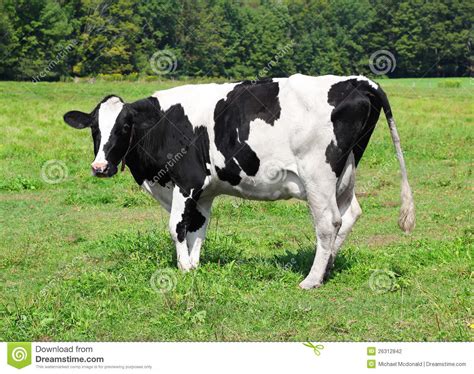 We did not find results for: Vermont dairy cow stock photo. Image of white, livestock ...