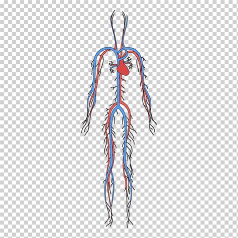 Descarga Gratis Sistema Circulatorio Sistema Circulatorio Cuerpo